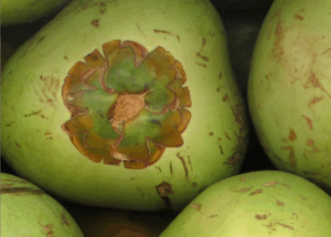 Belize Coconut Industry: A high-potential for Income and Export Growth