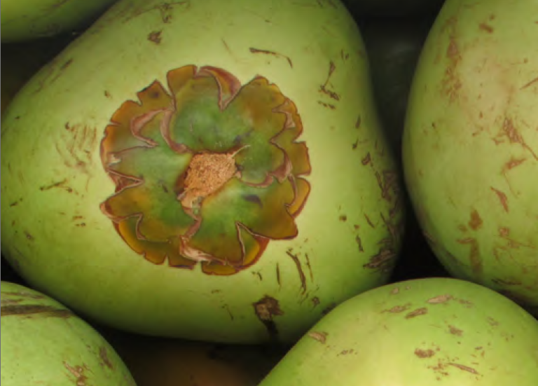 Belize Coconut Industry: A high-potential for Income and Export Growth