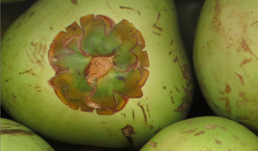 Belize Coconut Industry: A high-potential for Income and Export Growth